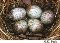 Songsparrow eggs in nest.jpg