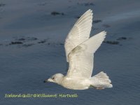 418-DSC_1186IcelandGull.jpg