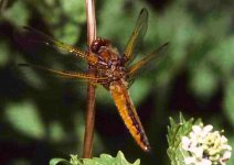 scarce chaser f. r.jpg