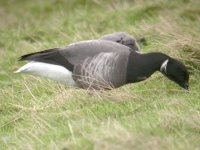 Brent Goose 0095.jpg