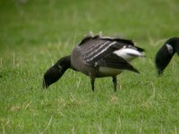 Brent Goose 0159.jpg