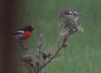 thistle-robins.jpg