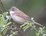 Whitethroat.jpg