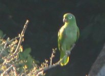 040123 Mealy Parrot 0700.jpg