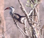 Hornbill3.jpg