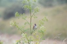 reed bunting.jpg