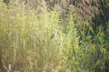 sedge warbler.jpg