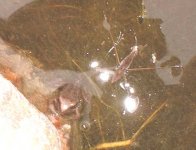 froglet and pond skater.jpg