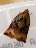 Archips podana.jpg