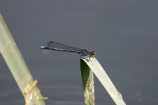 Red-eyed Damselfly, pool.jpg