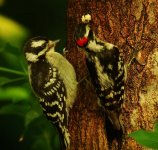 6-16-07 downy woodpecker.jpg
