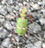 Green Beetle.jpg