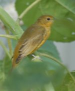 bf female scarlet tanager 1.jpg