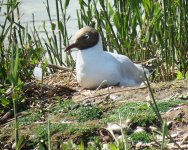 Nesting Gull.jpg