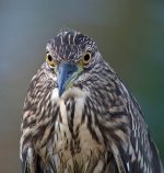 bc night heron.juv.F31.crop.adj DSCF4899.jpg