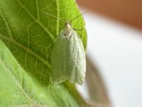 Green Oak Tortrix 0313.jpg