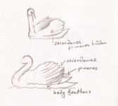 swans wings2.jpg