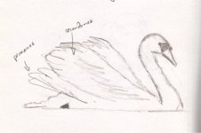 swans wings3.jpg