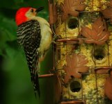 6-22-07 red-bellied woodpecker.jpg