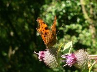 DS comma on thistle 060807 1.jpg