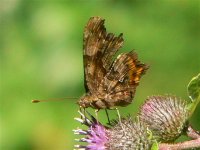 DS comma on thistle 060807 2.jpg