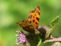 DS comma on thistle 060807 3.jpg