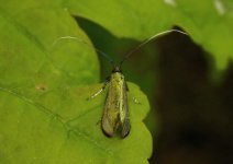 Adela reaumurella (female).jpg