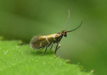 Micropterix aruncella.jpg