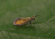 Micropterix calthella.jpg