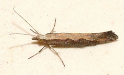 070615 Plutella xylostella 01.JPG