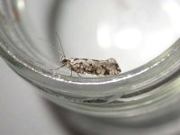 Ypsolopha sequella.jpg