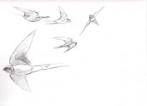 img-swallows-022.jpg