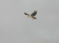 Osprey in flight bf.jpg