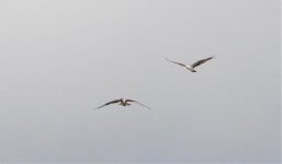 pair of ospreys.jpg
