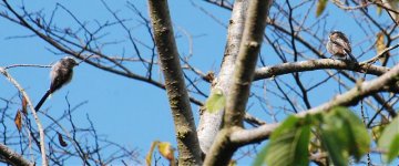 Long tailed tits.jpg