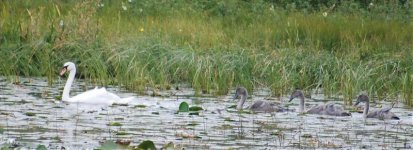 mute swan family.jpg