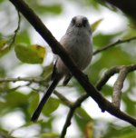 long tailed tit.jpg