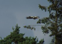 Osprey hovering.jpg