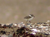 ringed plover chick july 07.jpg