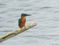 Kingfisher 1 small.jpg