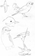 fieldsketches - whitethroat013.jpg