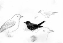 fieldsketches - Blackbird014.jpg