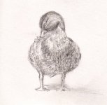 mallard pencil3.jpg