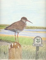 redshank.jpg