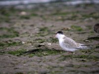 tn_Juv Little Tern Baltray.JPG