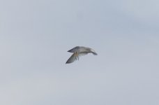 tn_Little Tern Baltray.JPG