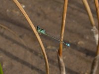 Scarce-blue-Tail3.jpg