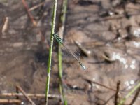 Scarce-blue-Tail4.jpg