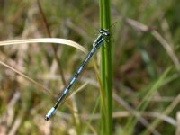 Northern-Damselfly2.jpg