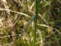 Northern-Damselfly3.jpg